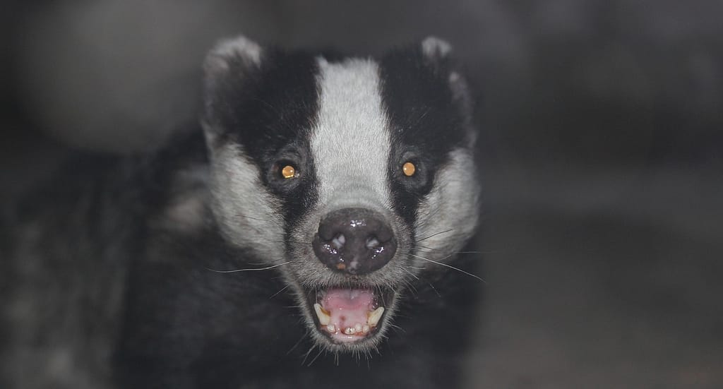 Current image: A badger baring its teeth - looking more than ready for a Badger War