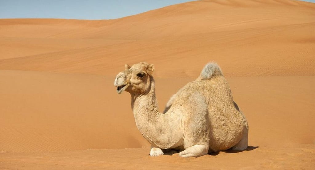 Current image: A camel sitting down in the desert