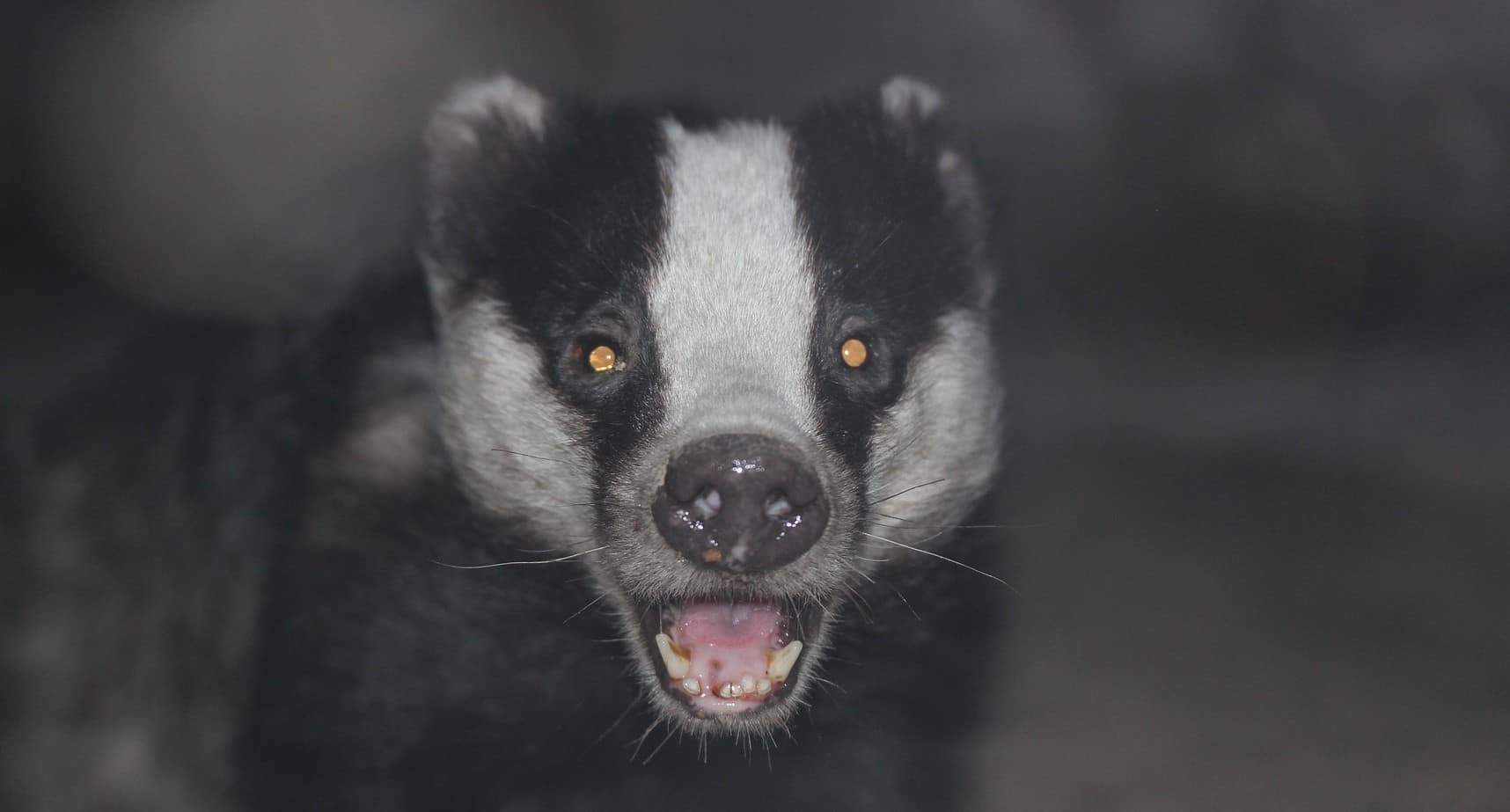 A badger baring its teeth - looking more than ready for a Badger War